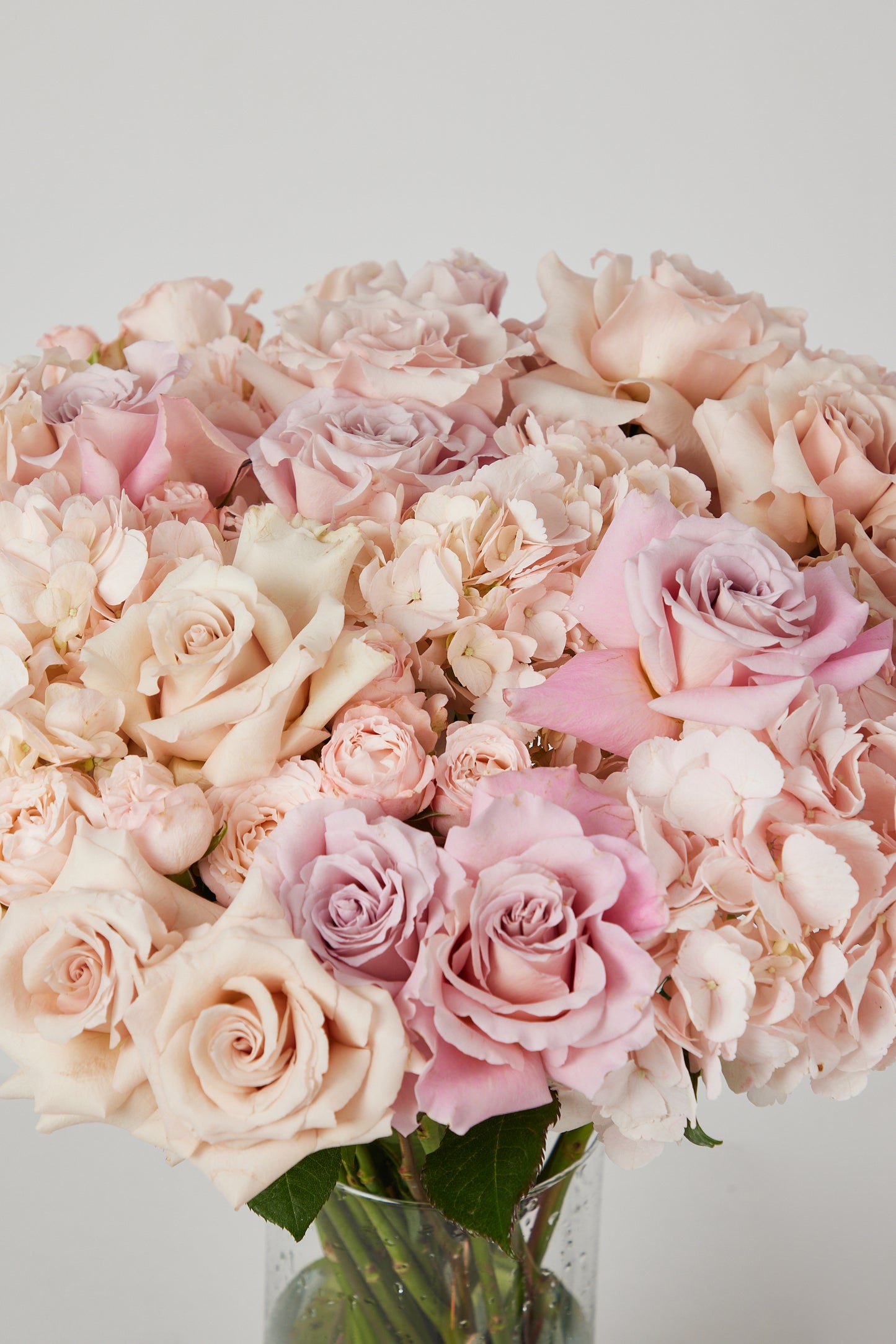 Compact Pinks