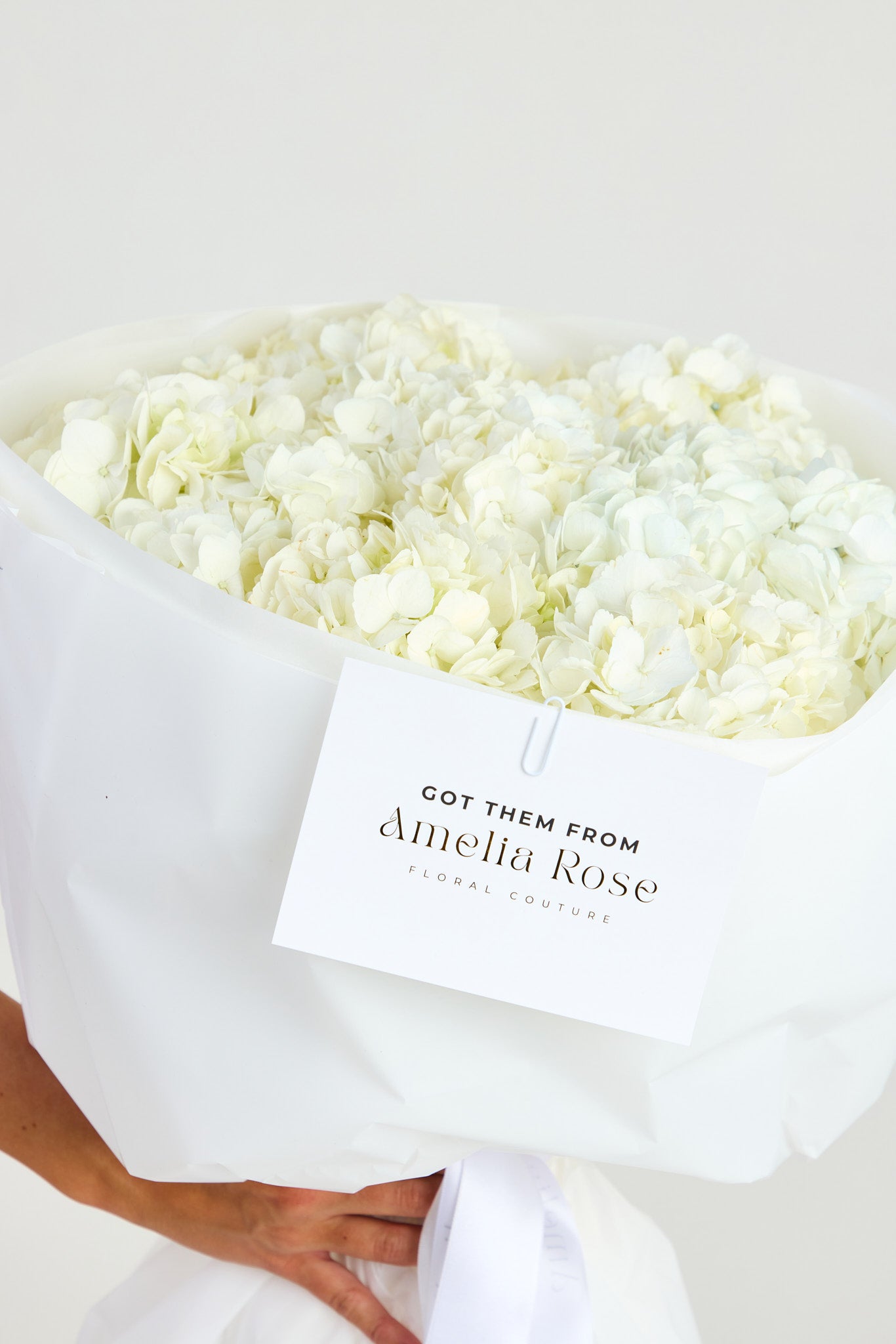 Hydrangeas in White