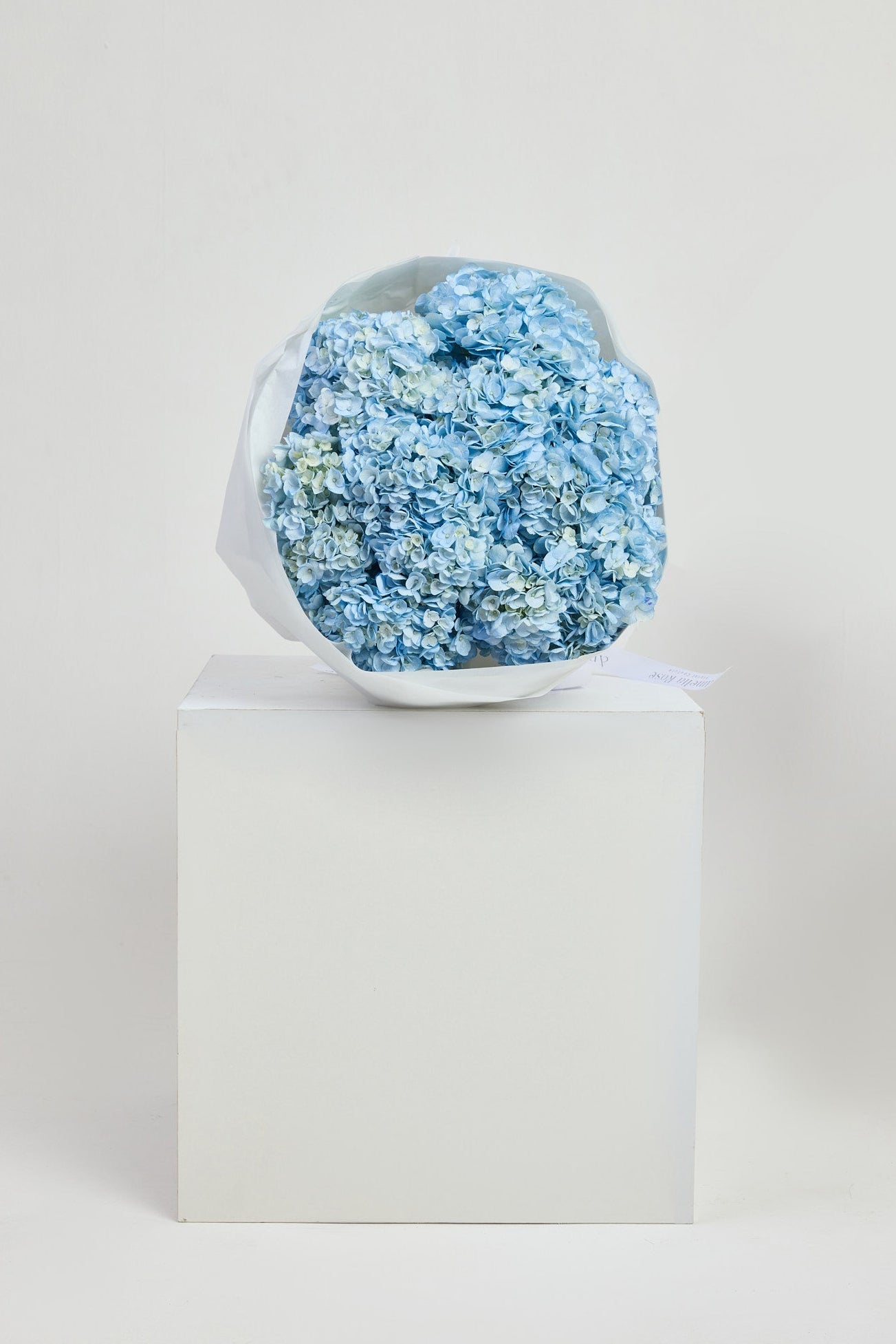Hydrangeas in Blue
