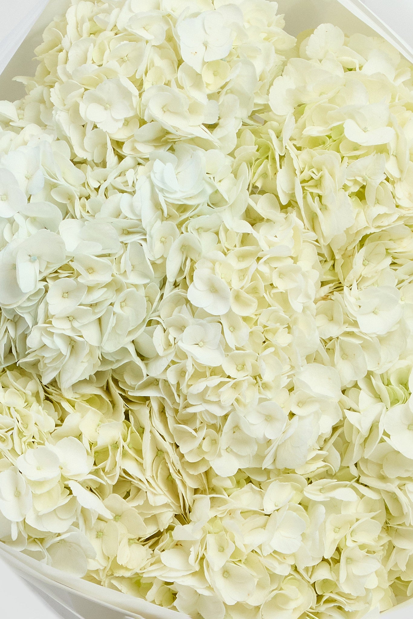 Hydrangeas in White