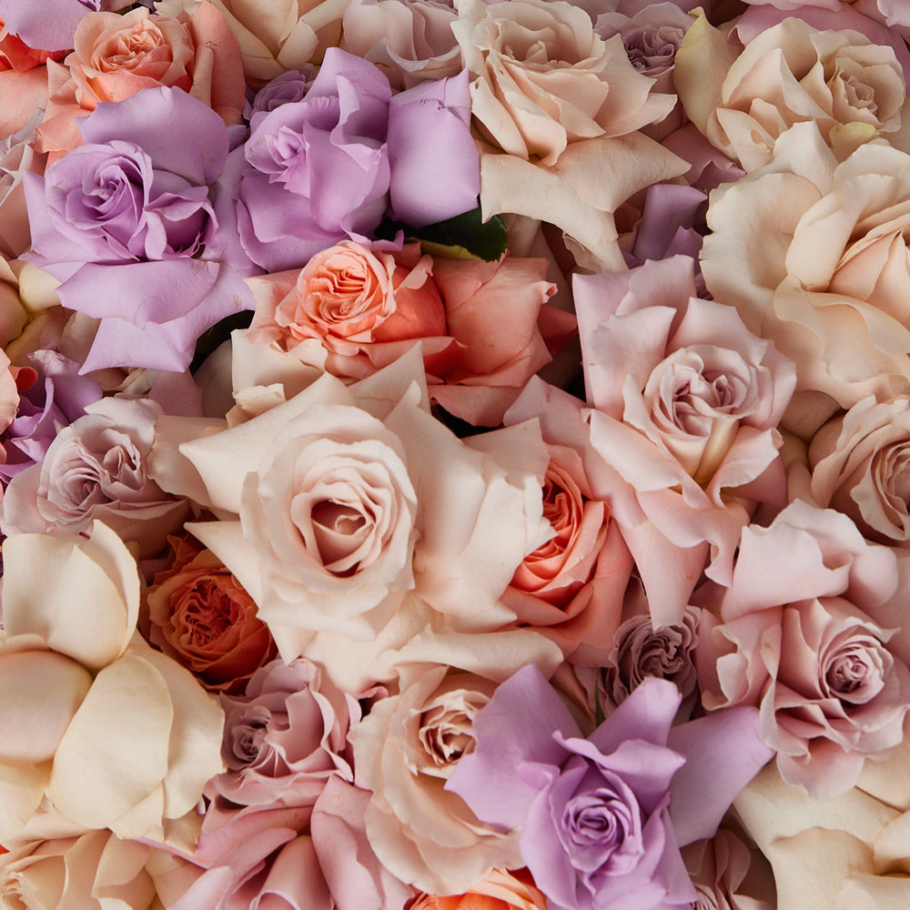 100 Mixed Roses