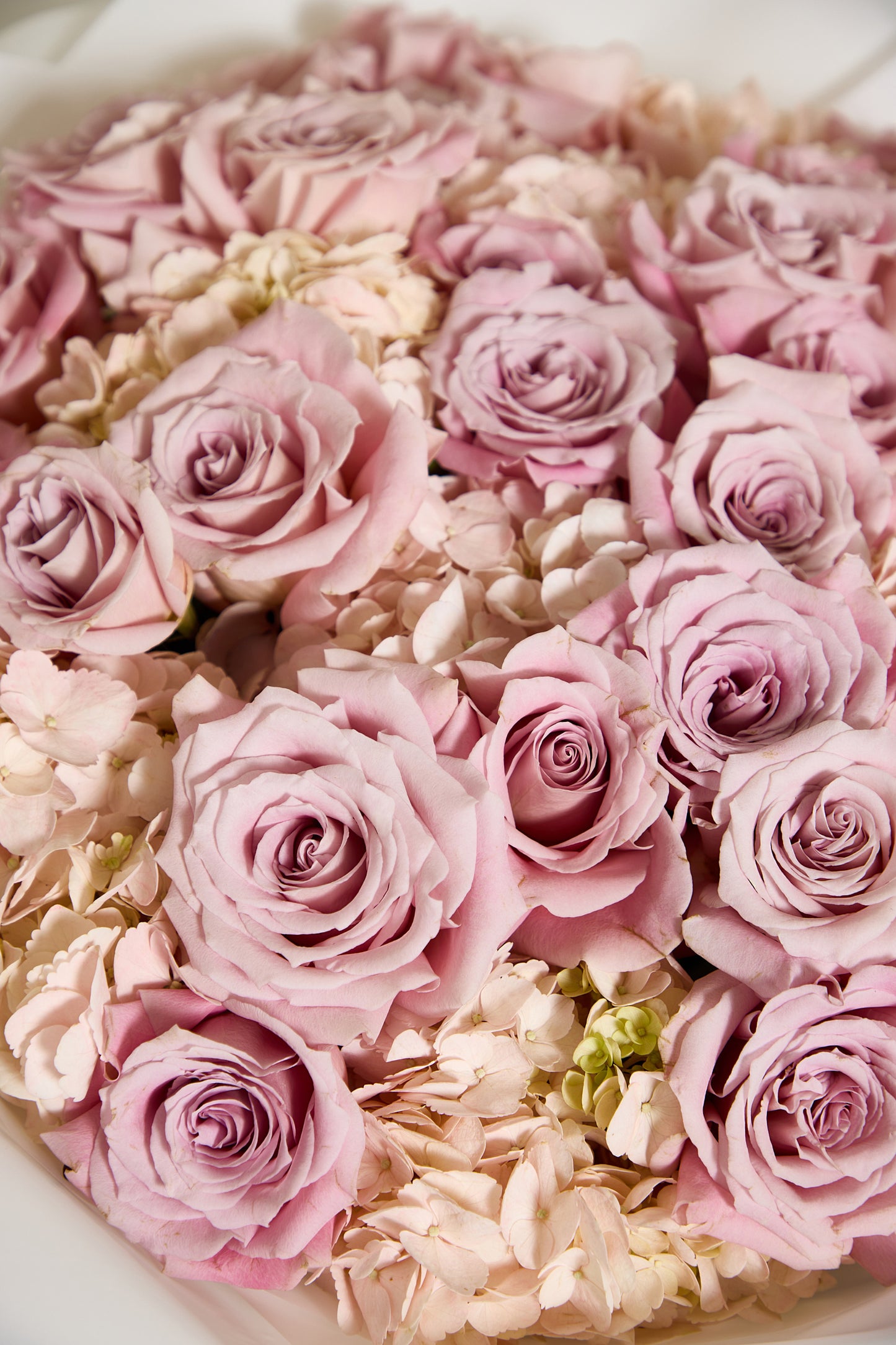 Compact Pink Rose & Hydrangea