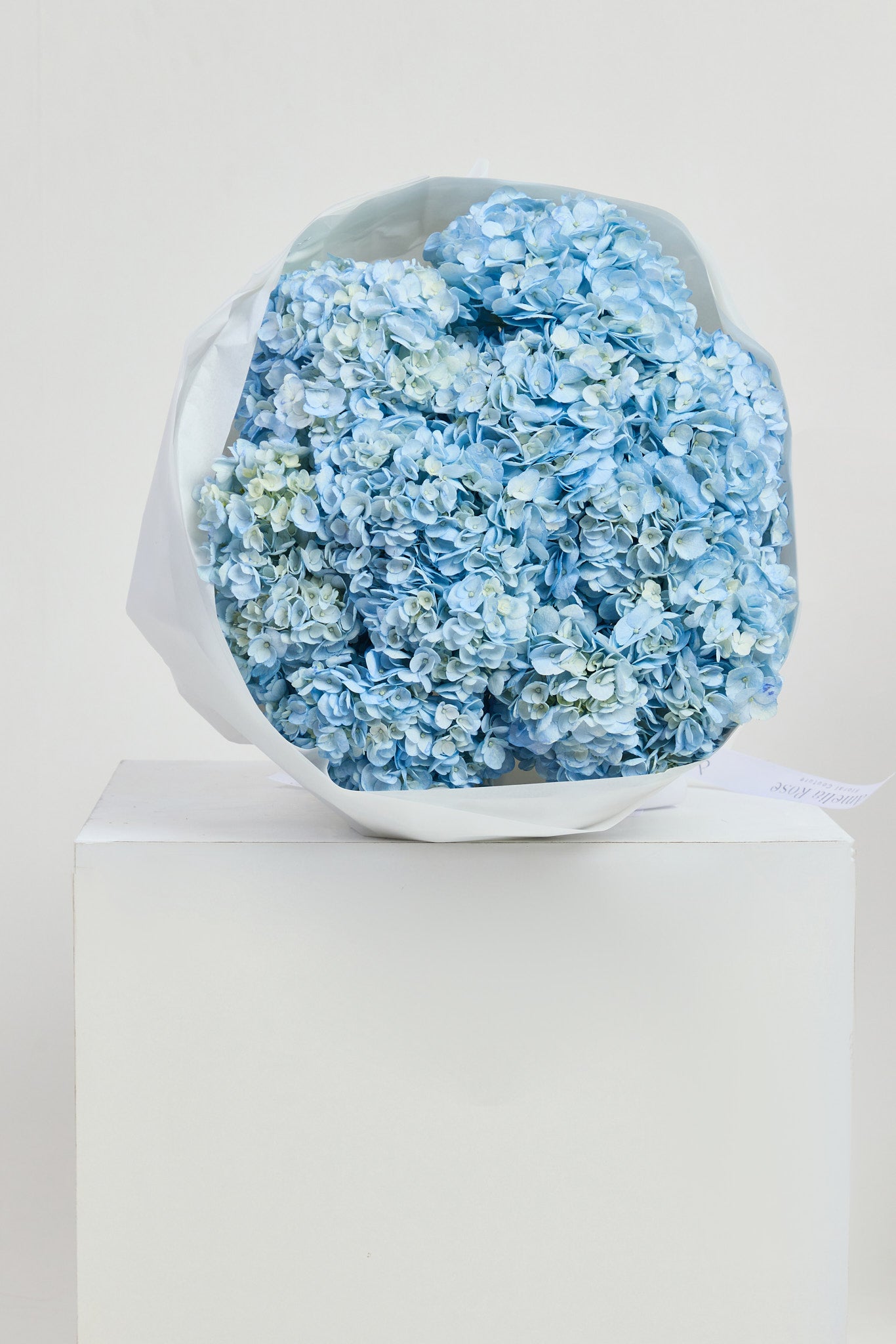 Hydrangeas in Blue