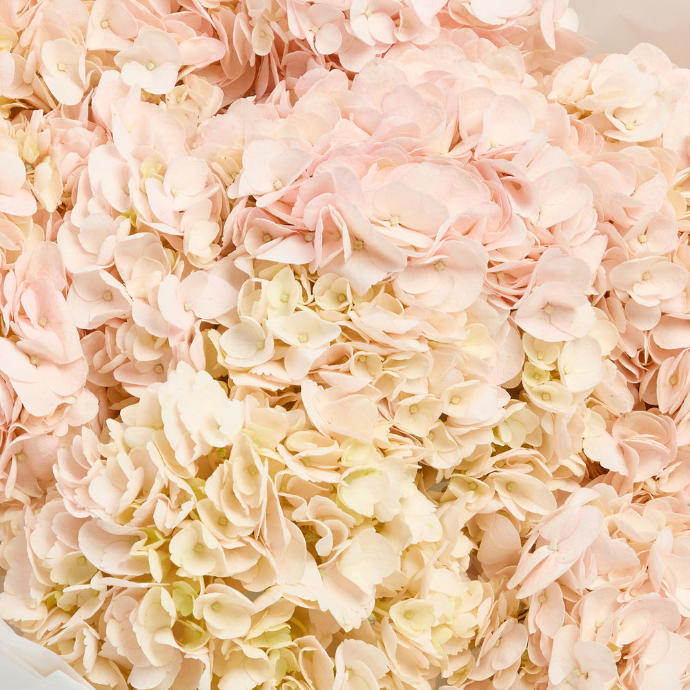 Hydrangeas in Pink