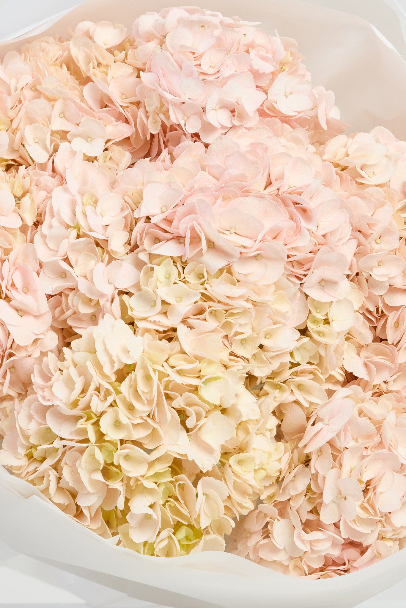 Hydrangeas in Pink