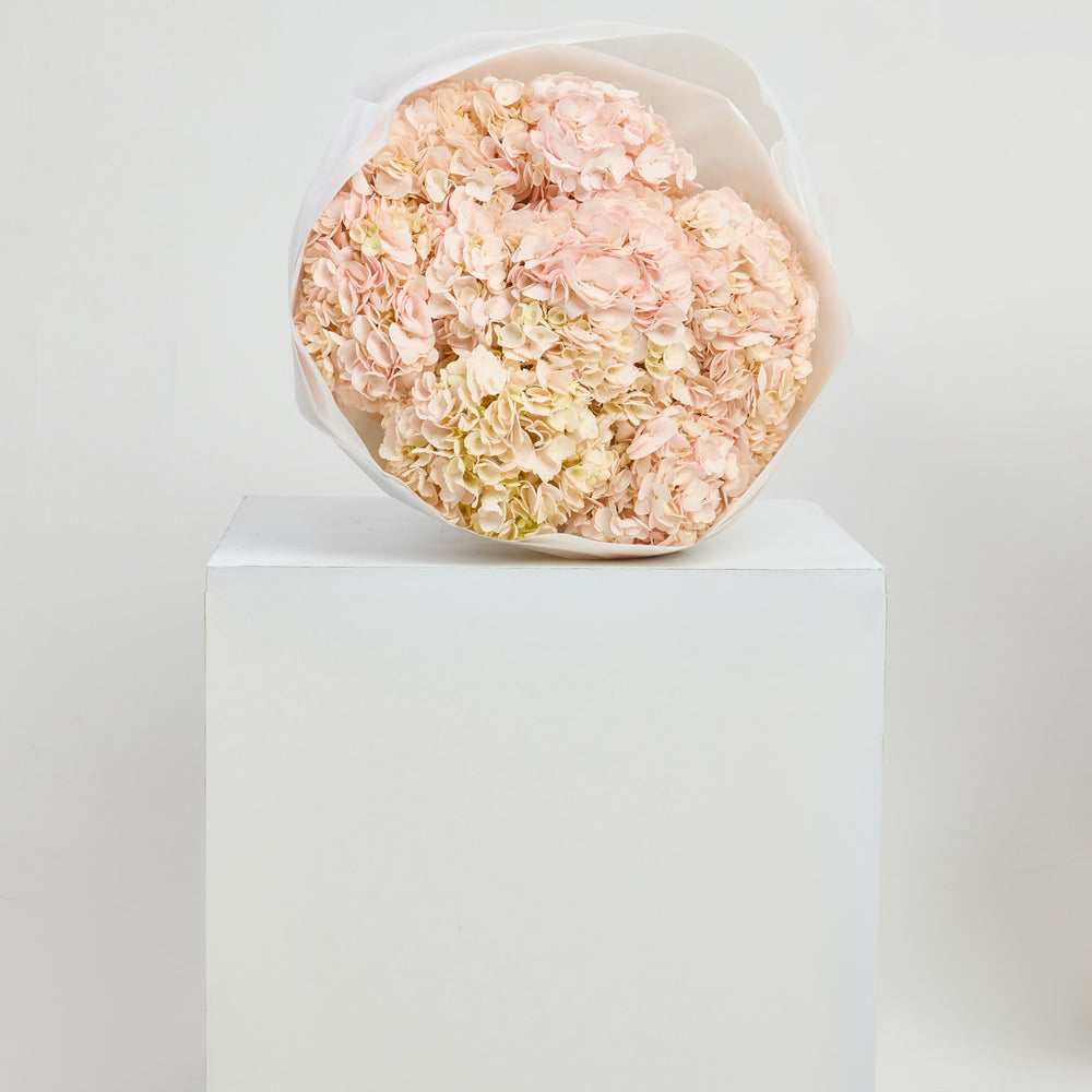 Hydrangeas in Pink