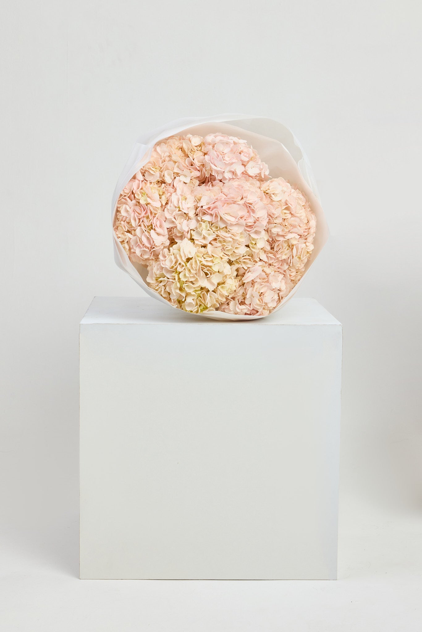 Hydrangeas in Pink