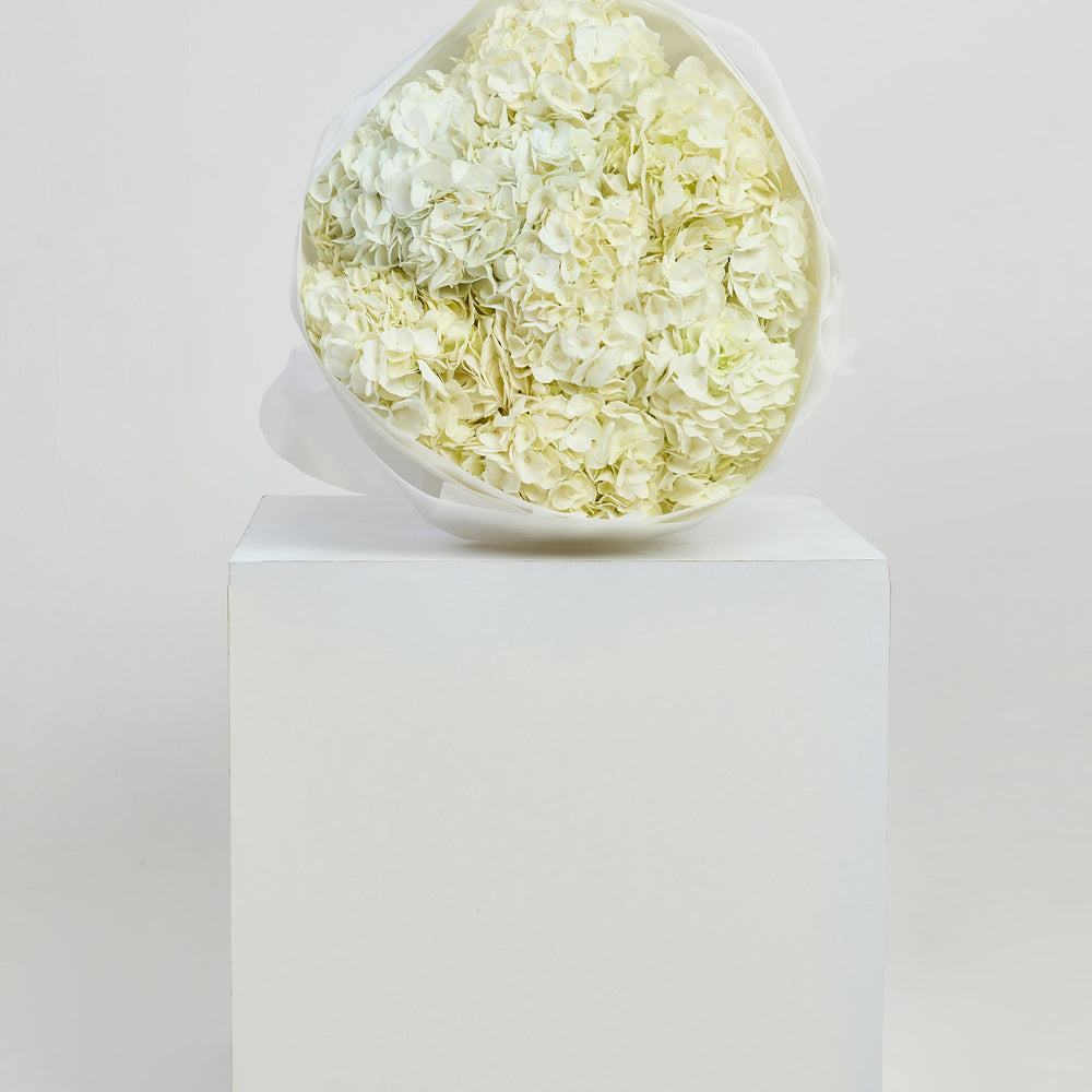 Hydrangeas in White