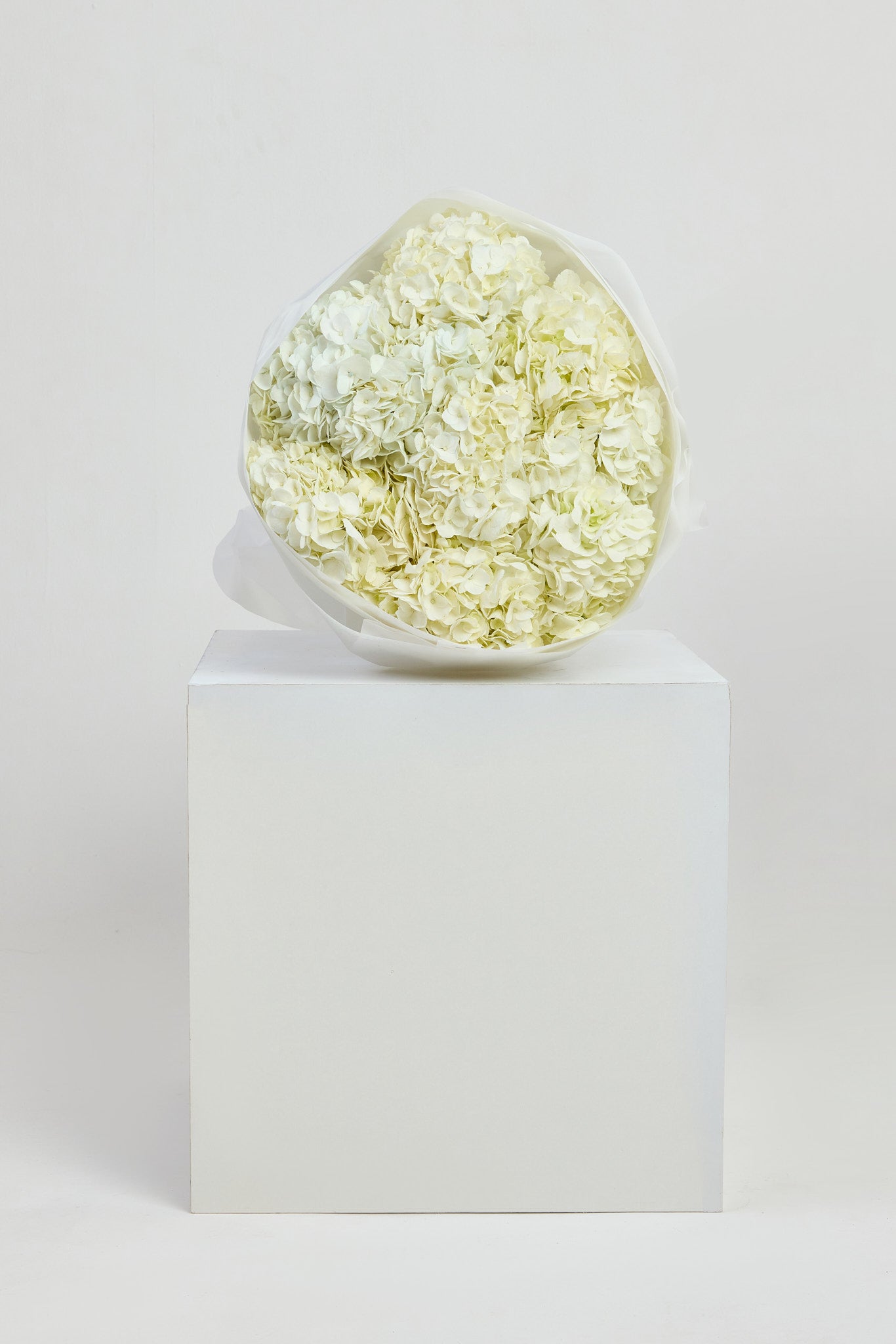 Hydrangeas in White