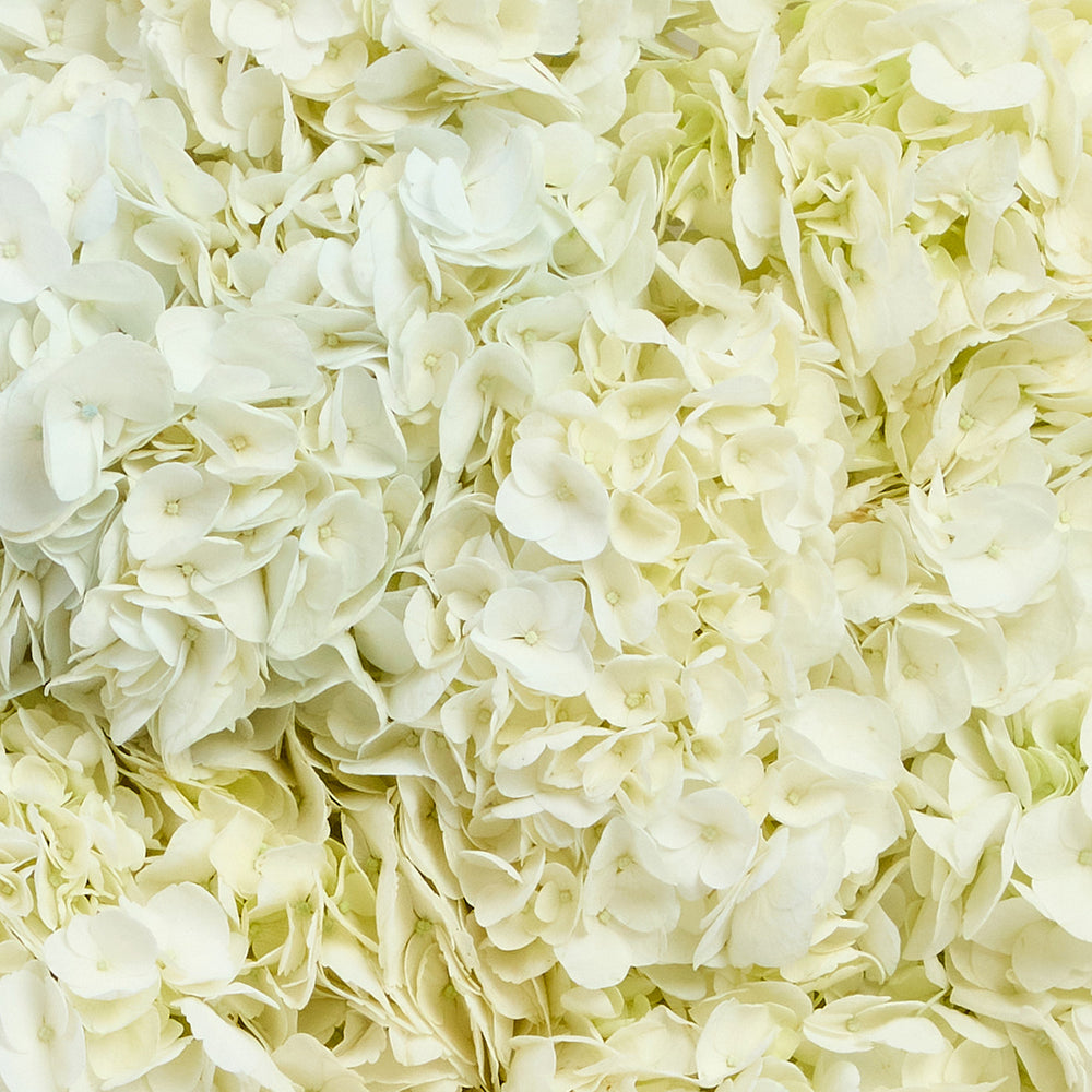 
                  
                    Hydrangeas in White
                  
                