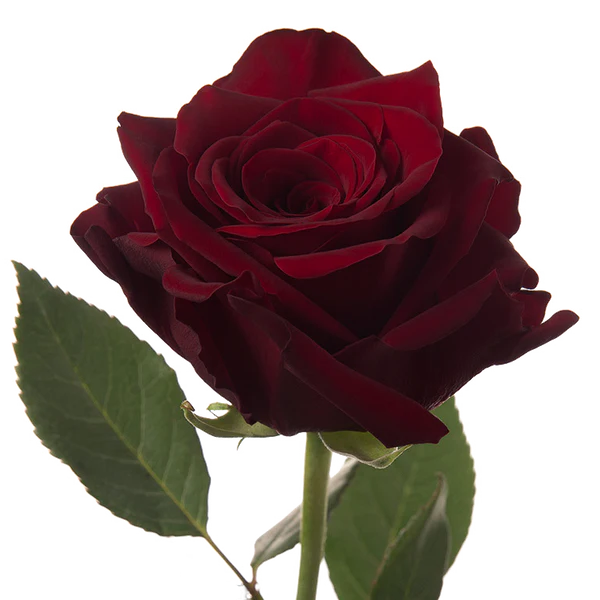 Single Red Rose (ADD ON ONLY)