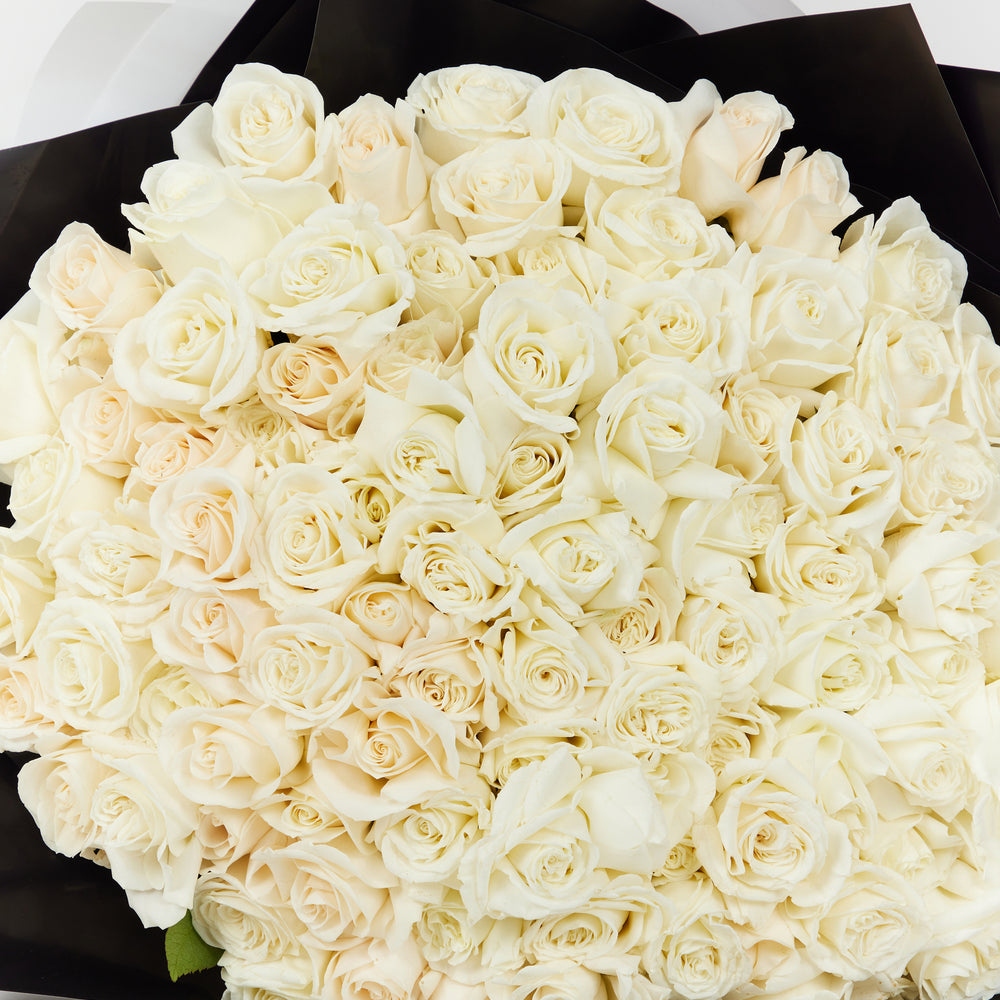 100 White Roses