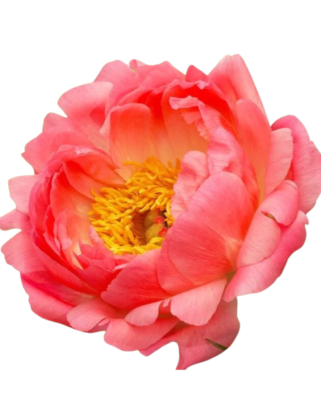 Add Peonies