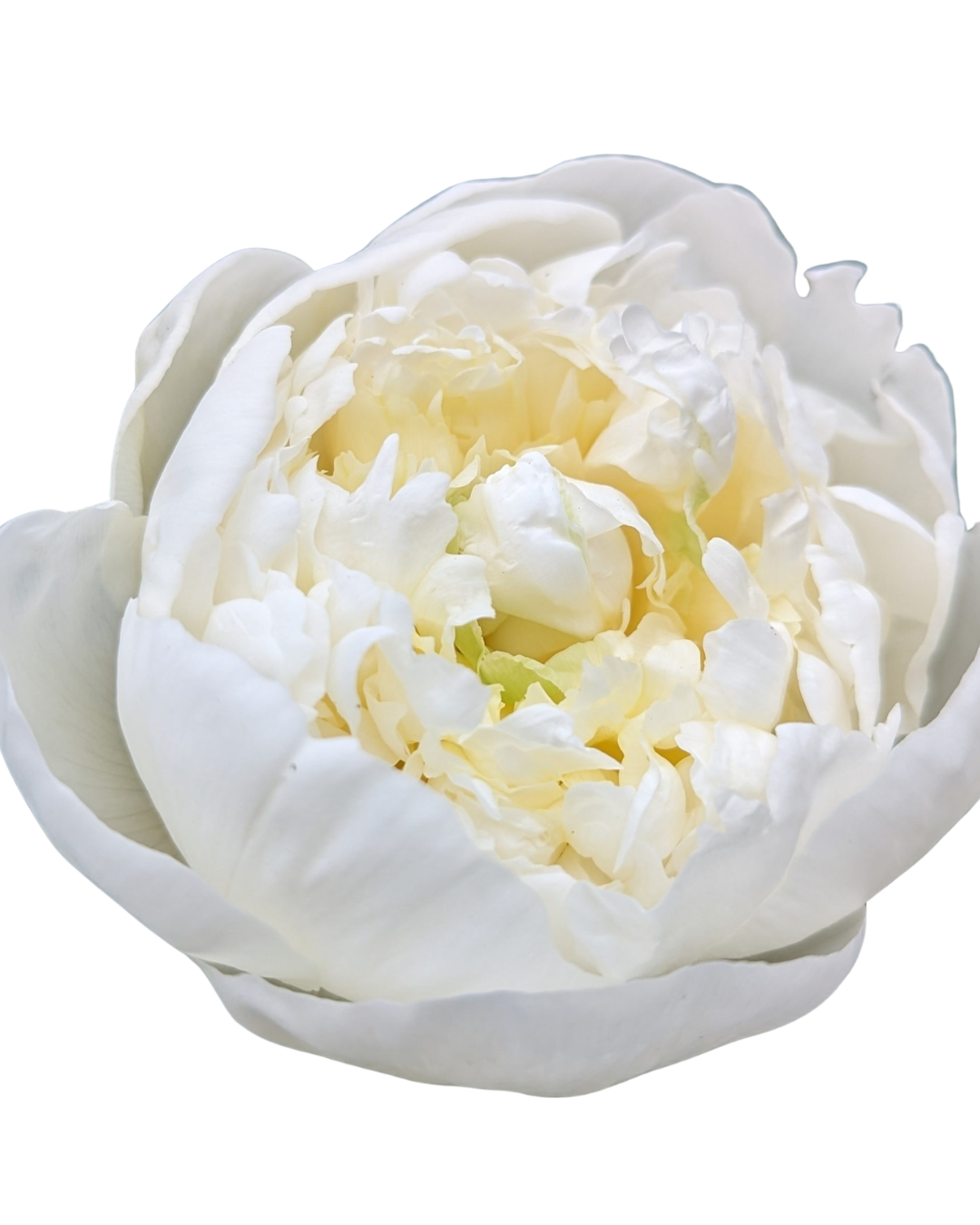 Add Peonies